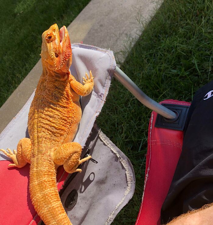 30 Sunbathing Animals That Totally Nailed The Chill Vibe