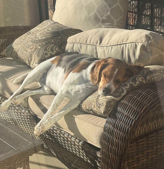 30 Sunbathing Animals That Totally Nailed The Chill Vibe