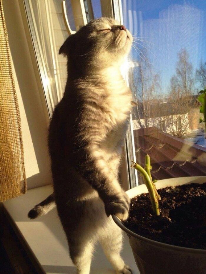 30 Sunbathing Animals That Totally Nailed The Chill Vibe