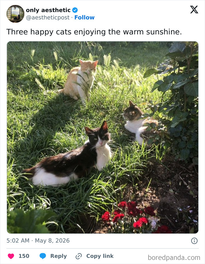 30 Sunbathing Animals That Totally Nailed The Chill Vibe