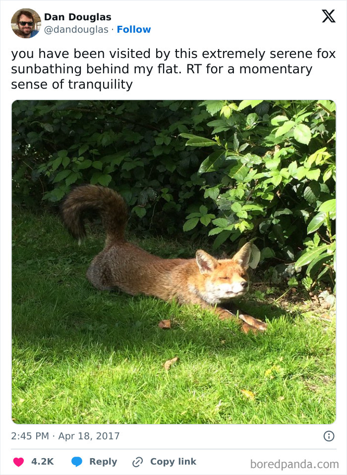 30 Sunbathing Animals That Totally Nailed The Chill Vibe