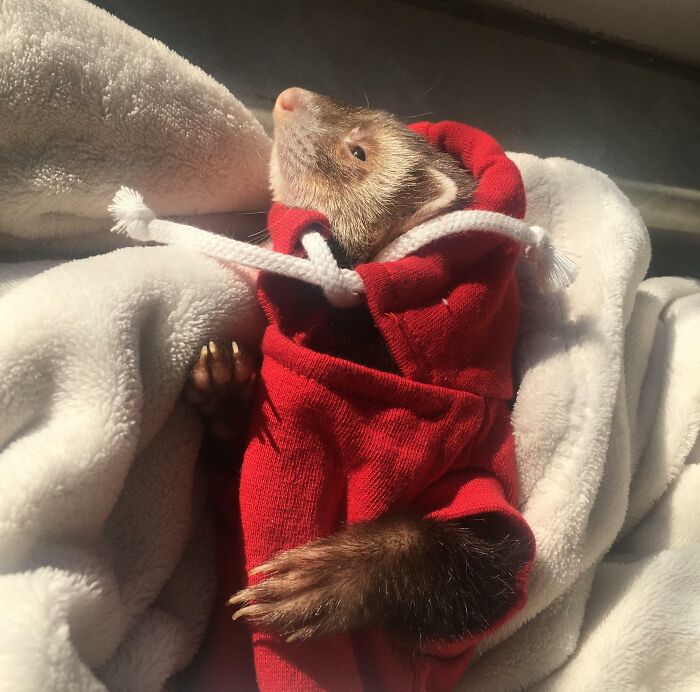 30 Sunbathing Animals That Totally Nailed The Chill Vibe