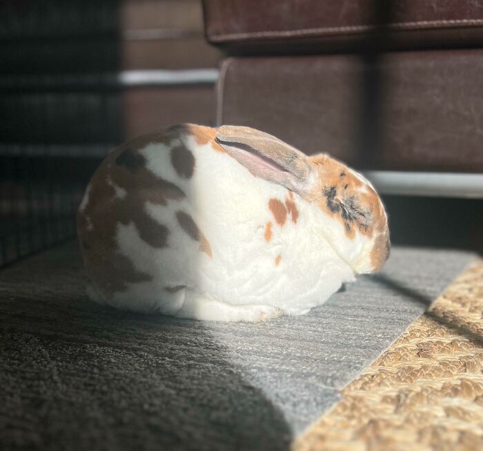 30 Sunbathing Animals That Totally Nailed The Chill Vibe