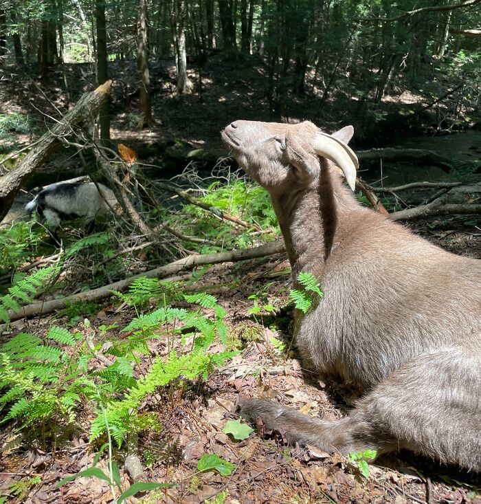 30 Sunbathing Animals That Totally Nailed The Chill Vibe