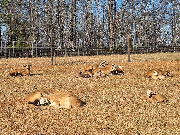 30 Sunbathing Animals That Totally Nailed The Chill Vibe