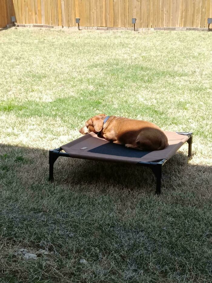 30 Sunbathing Animals That Totally Nailed The Chill Vibe
