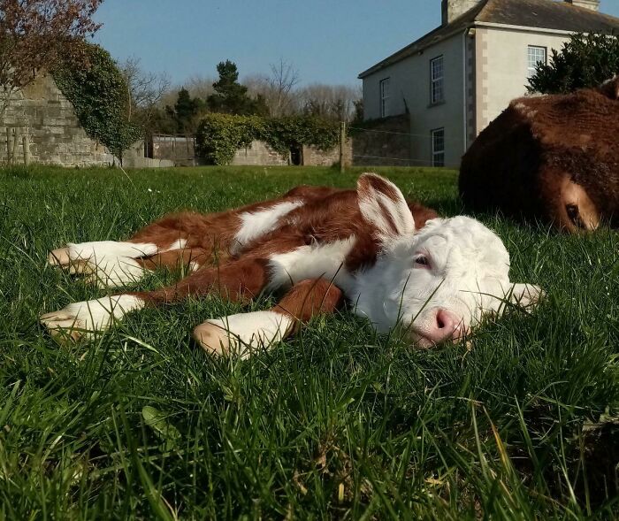 30 Sunbathing Animals That Totally Nailed The Chill Vibe