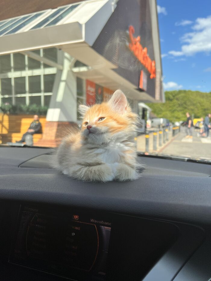 30 Sunbathing Animals That Totally Nailed The Chill Vibe