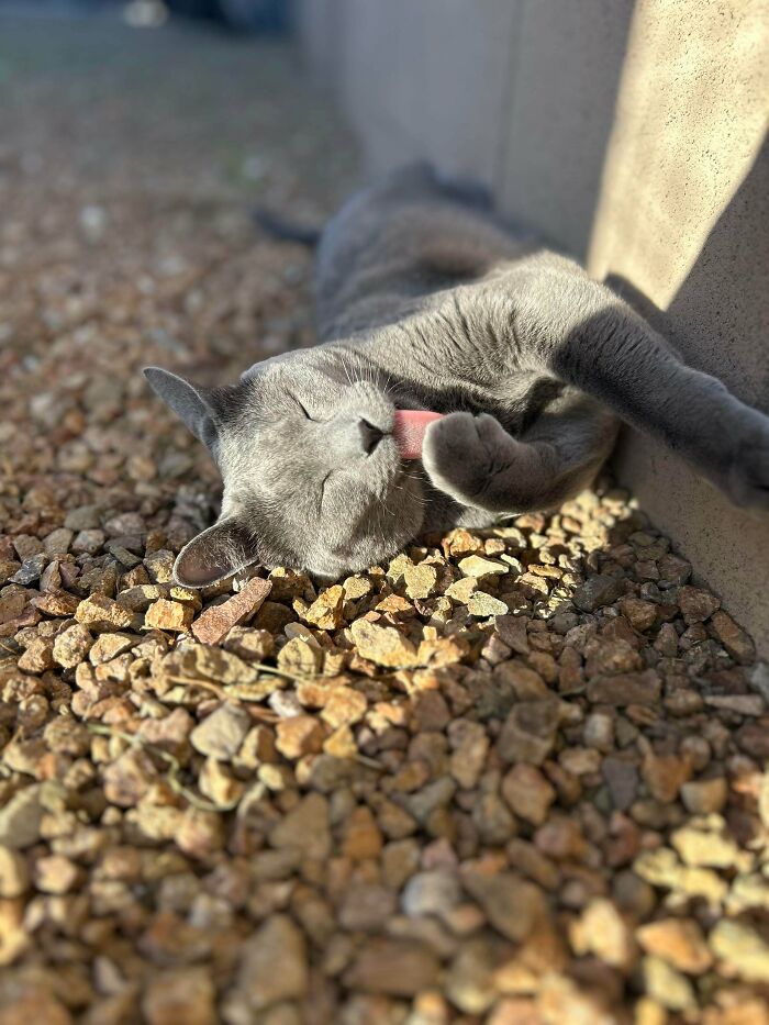 30 Sunbathing Animals That Totally Nailed The Chill Vibe