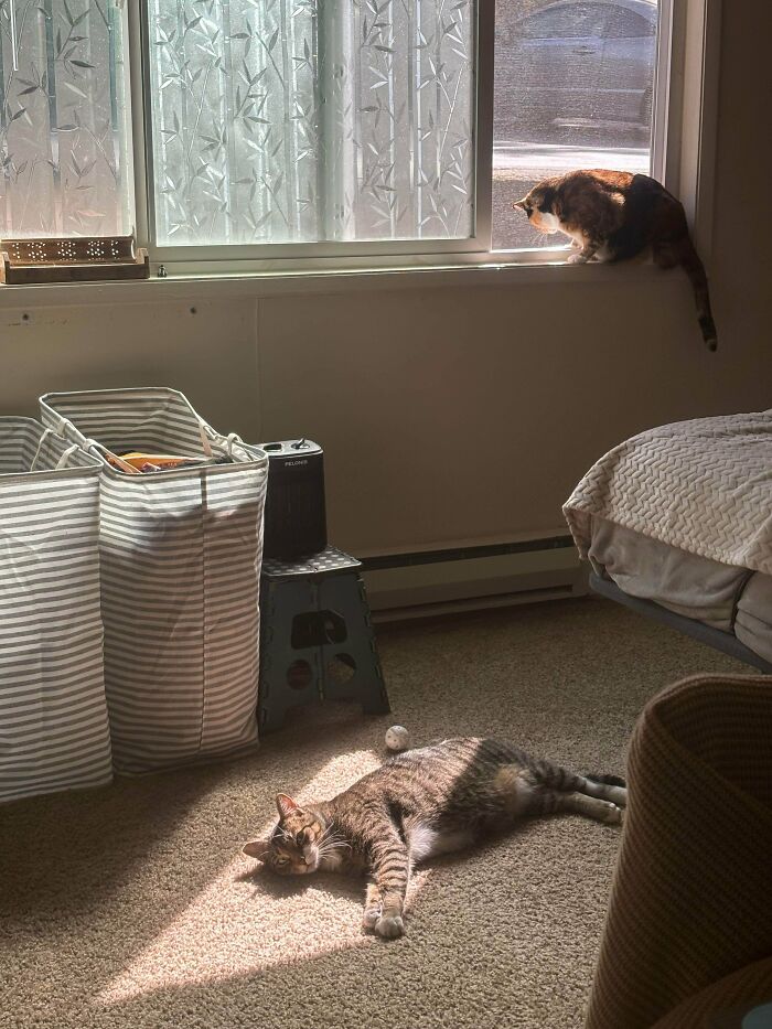 30 Sunbathing Animals That Totally Nailed The Chill Vibe