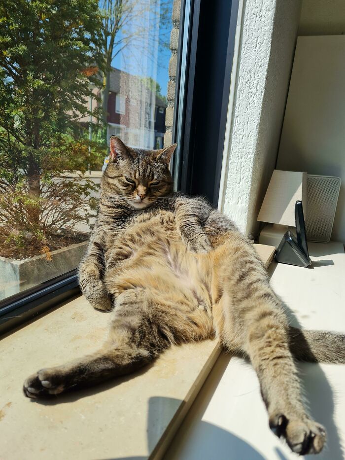 30 Sunbathing Animals That Totally Nailed The Chill Vibe
