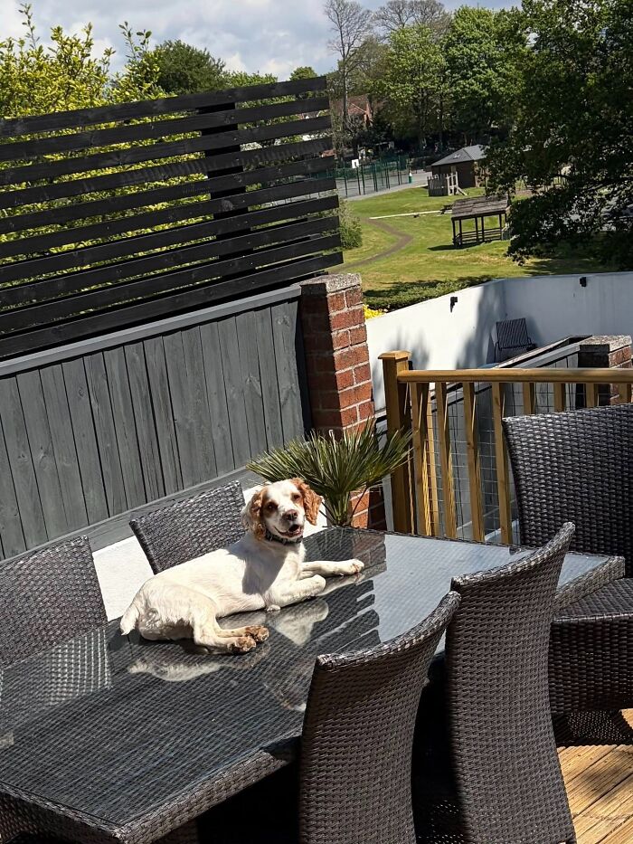 30 Sunbathing Animals That Totally Nailed The Chill Vibe