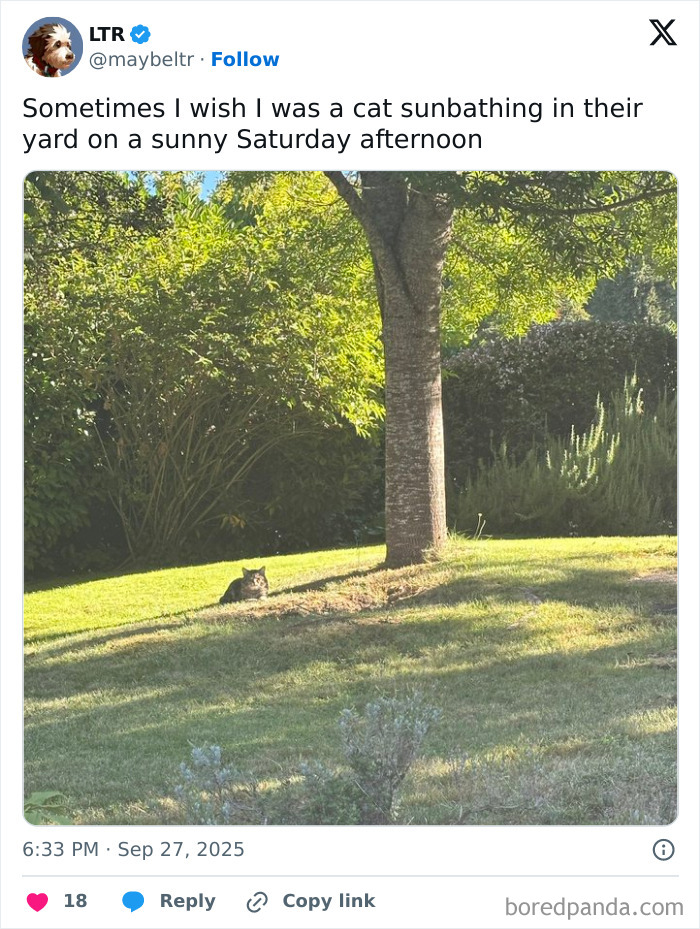 30 Sunbathing Animals That Totally Nailed The Chill Vibe