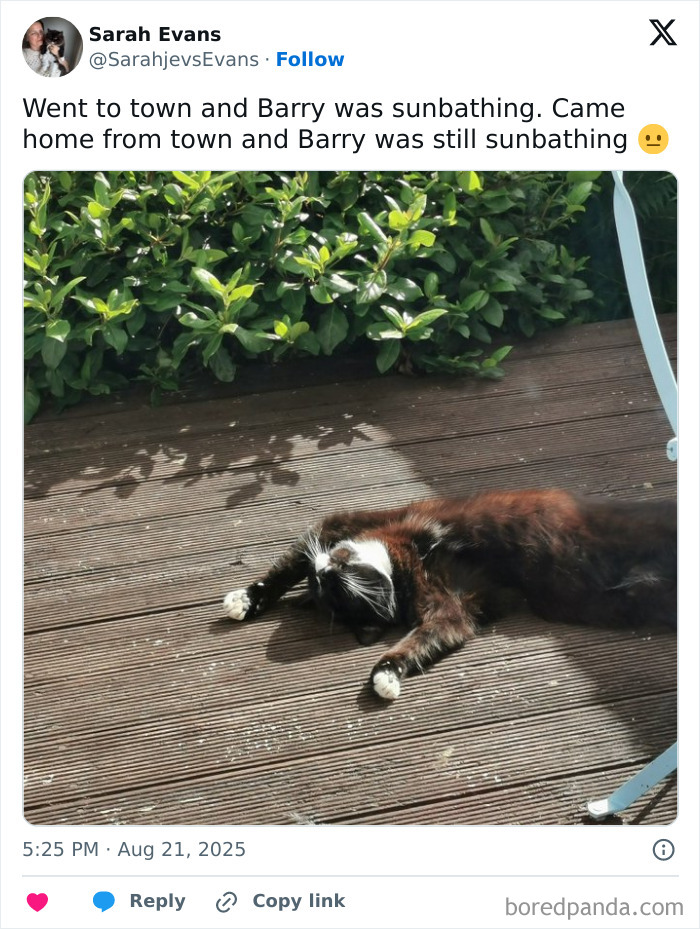 30 Sunbathing Animals That Totally Nailed The Chill Vibe