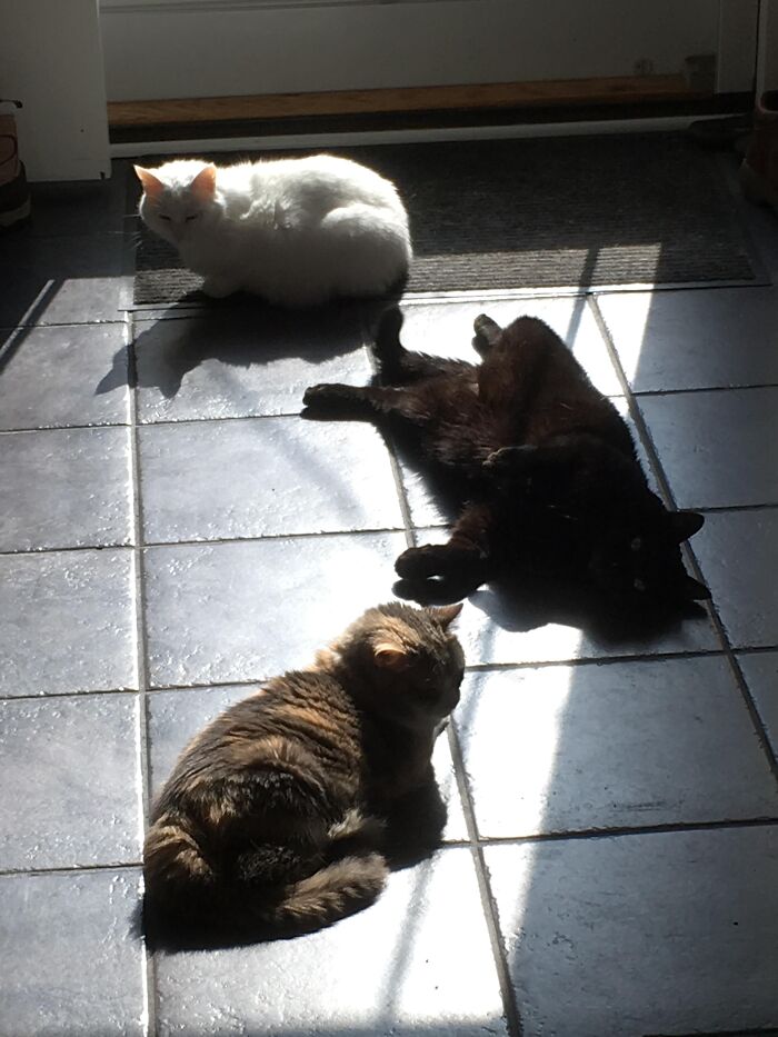 30 Sunbathing Animals That Totally Nailed The Chill Vibe