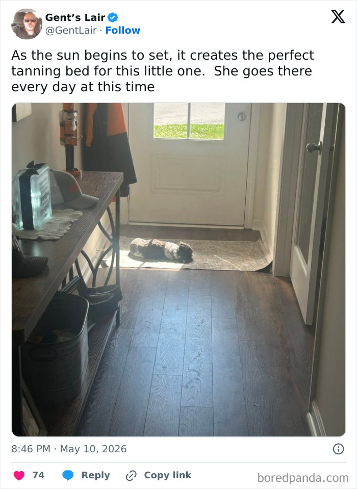 30 Sunbathing Animals That Totally Nailed The Chill Vibe