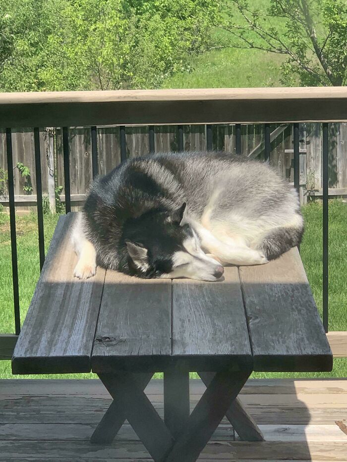 30 Sunbathing Animals That Totally Nailed The Chill Vibe