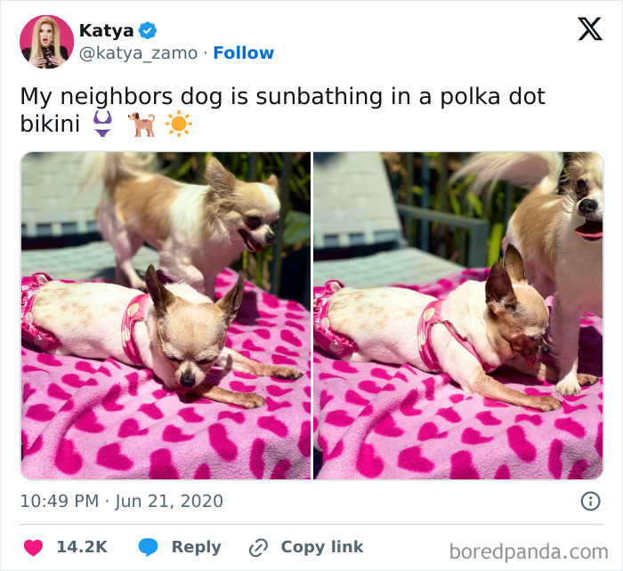 30 Sunbathing Animals That Totally Nailed The Chill Vibe