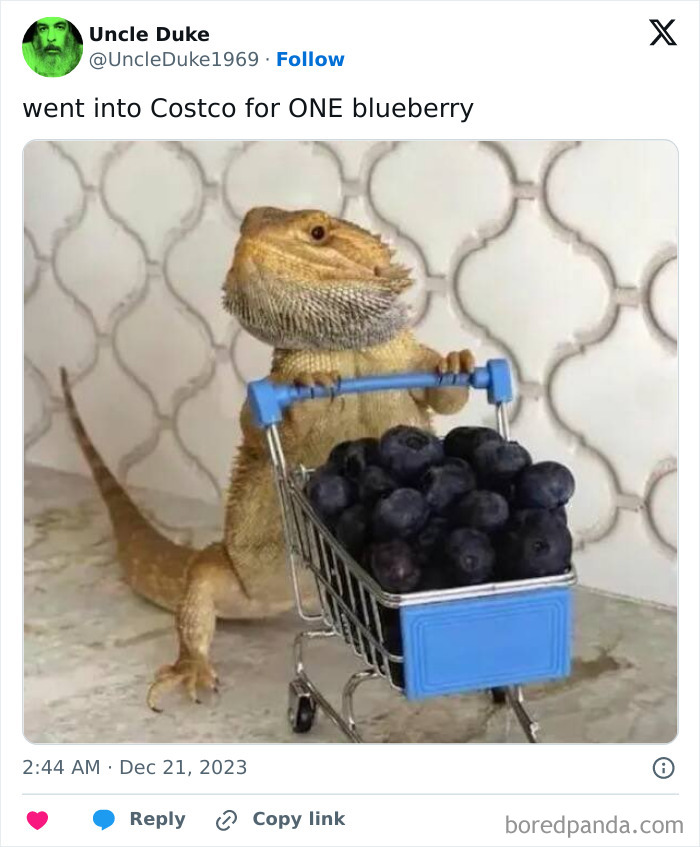 The Wild World of Costco Tweets: Hilarious Gems You Gotta See