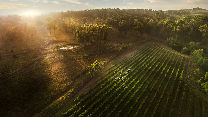 Louis Jadot Wine Photographer Of The Year - Places: Secret Vineyard By Chris Elfes, Australia