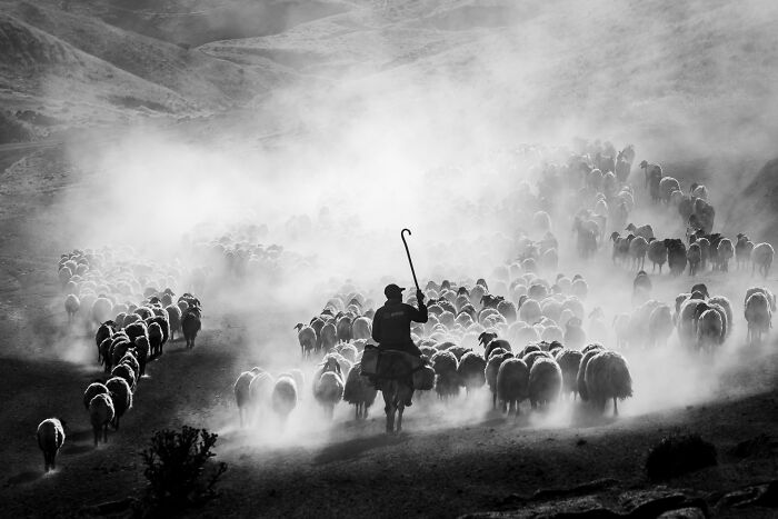 Food In The Field: The Dusty Sheep Trek By Serkan Dogus, UK