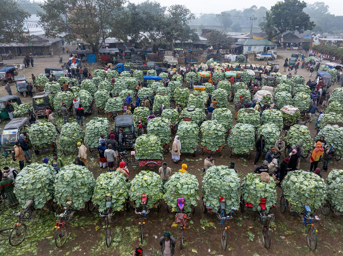 Unearthed® Food For Sale: Morning Cabbage Market By Kazi Mohammad Golam Quddus, Bangladesh