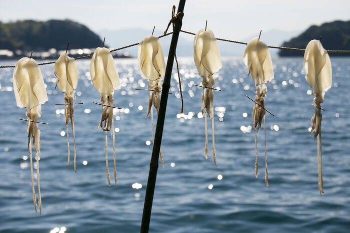 Cream Of The Crop: Squids Drying In Ine Fishing Village, Japan By Albert Gonzalez, Spain