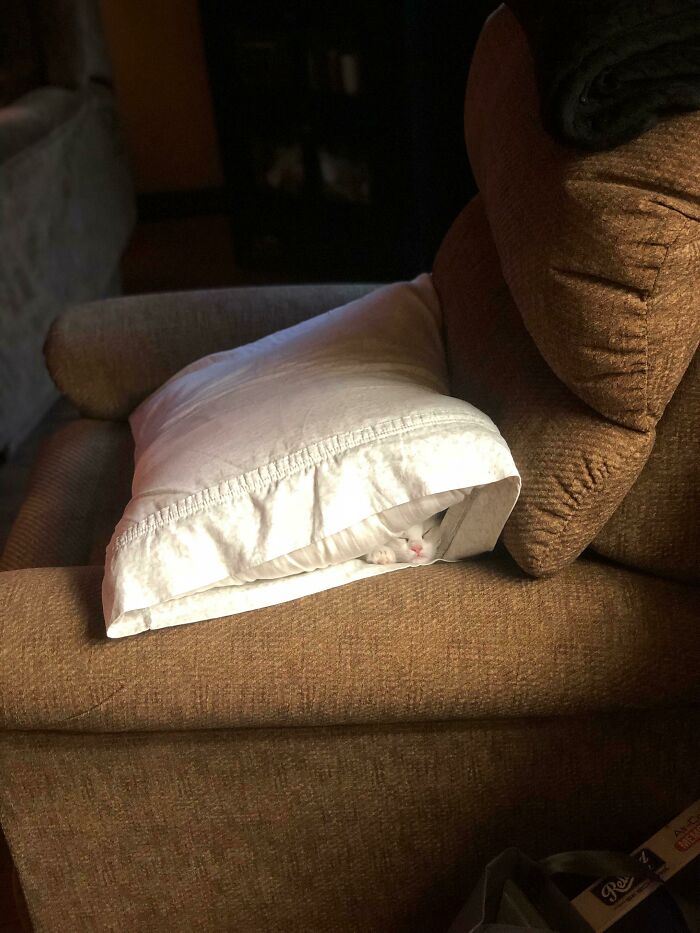 Wait, Can You Spot What’s Hiding in These Totally Normal Pics?