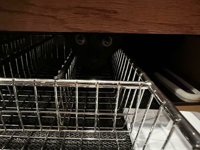 Wait, Can You Spot What’s Hiding in These Totally Normal Pics?