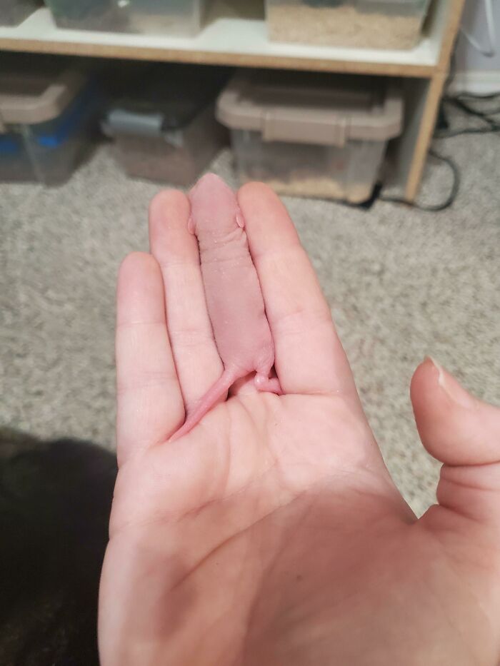 Wait, Can You Spot What’s Hiding in These Totally Normal Pics?