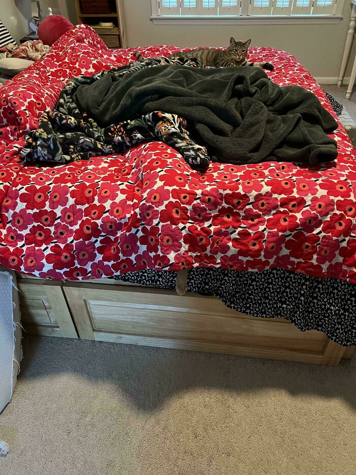 Wait, Can You Spot What’s Hiding in These Totally Normal Pics?