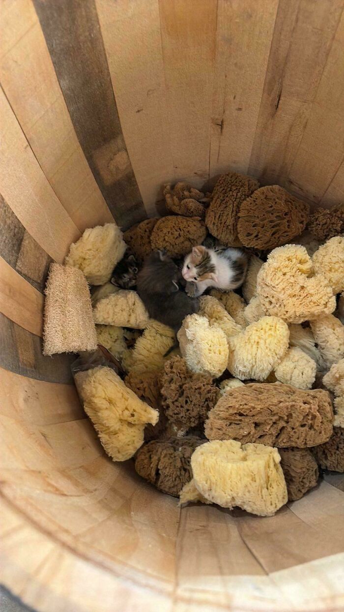 Wait, Can You Spot What’s Hiding in These Totally Normal Pics?