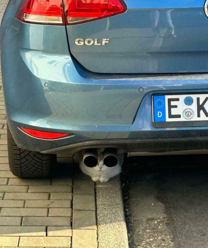 Wait, Can You Spot What’s Hiding in These Totally Normal Pics?