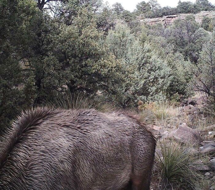 Wait, Can You Spot What’s Hiding in These Totally Normal Pics?