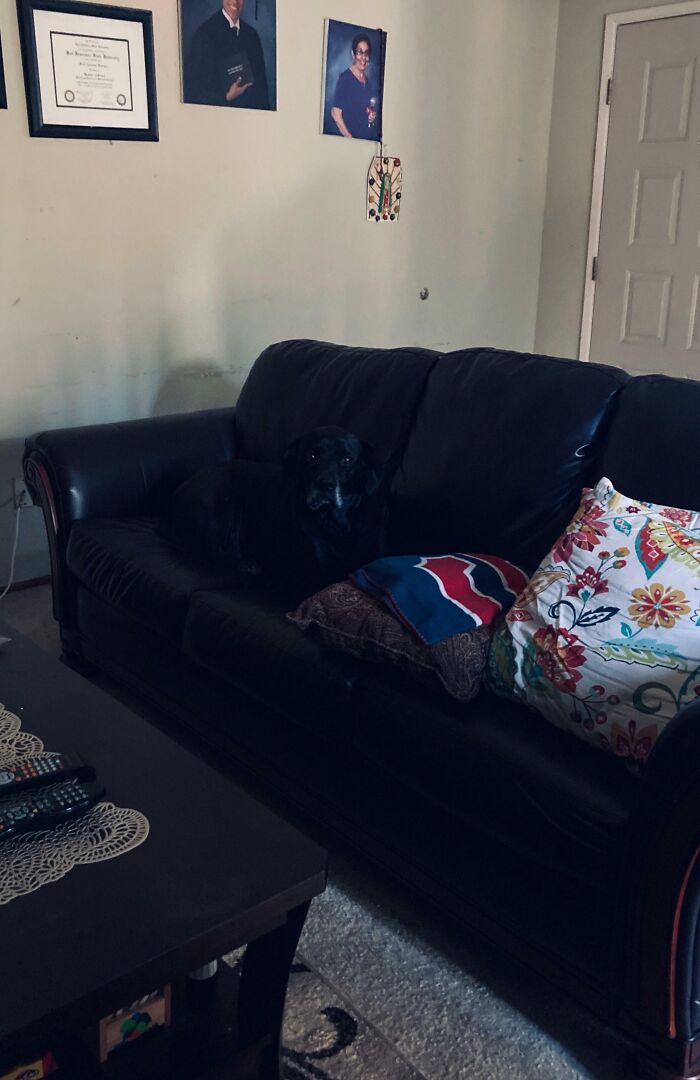 Wait, Can You Spot What’s Hiding in These Totally Normal Pics?