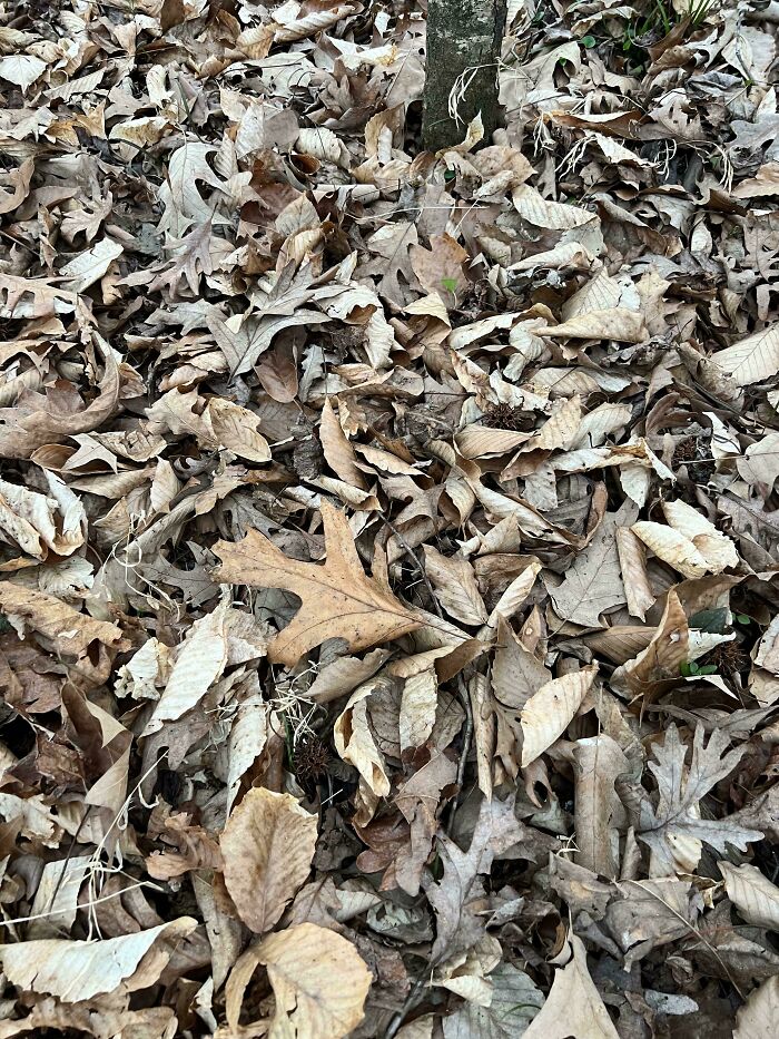 Wait, Can You Spot What’s Hiding in These Totally Normal Pics?
