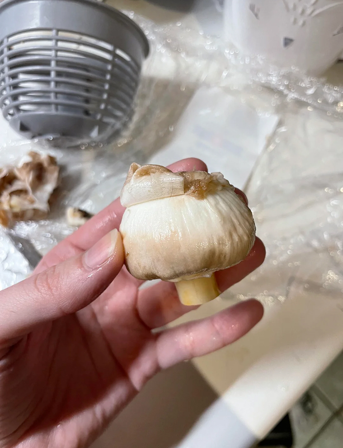 Washing Mushrooms? Go for It, They’re Not Sponges