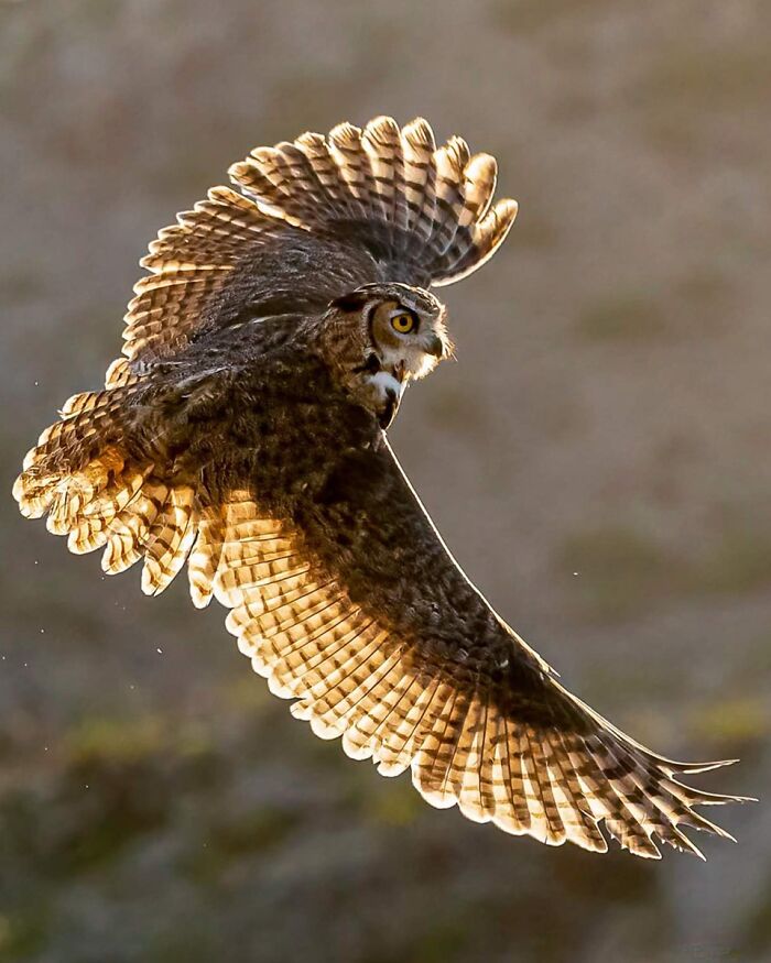 Owl in a Bowtie? Fancy!