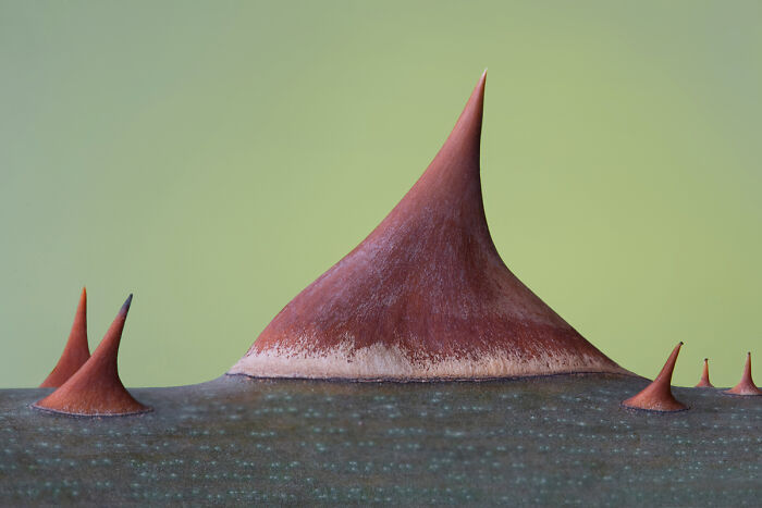Thorny Mountains? Yes, Please!