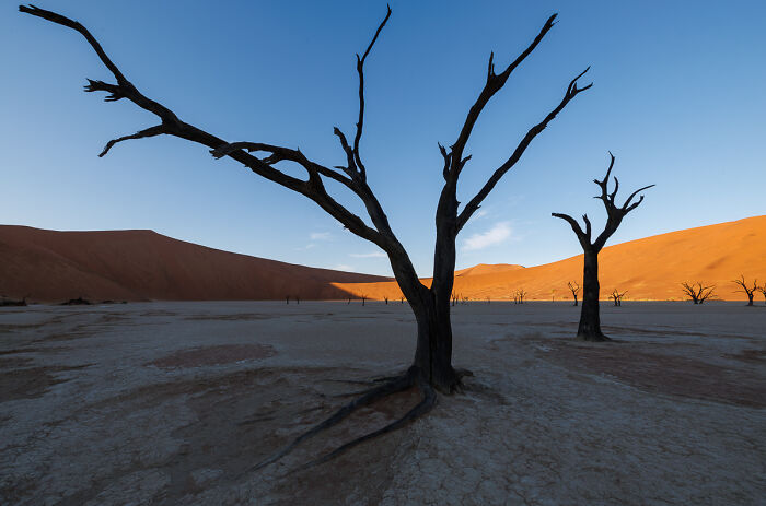 Trees That Stand Tall, Even When Done