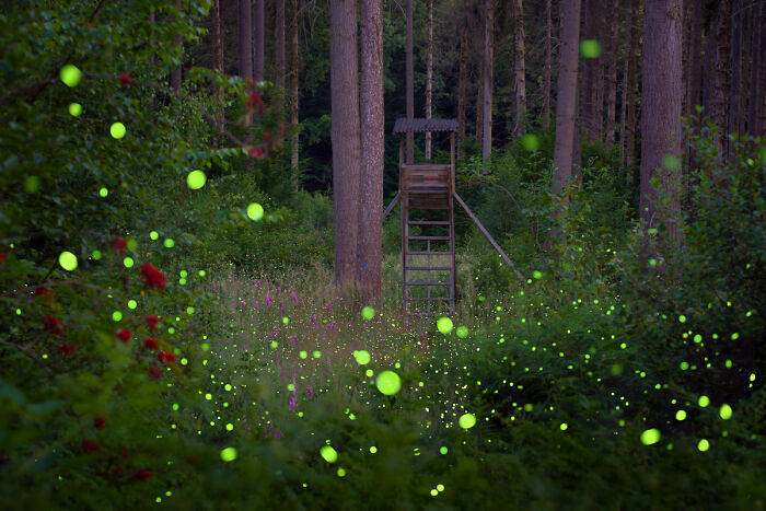 Fireflies Doing Their Glow Thing