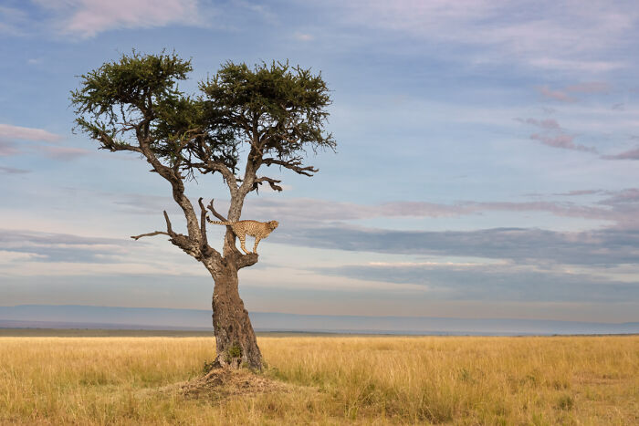 Cheetah’s Tree Stalking Skills