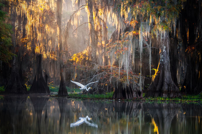 Swamp Morning Zen with a Heron
