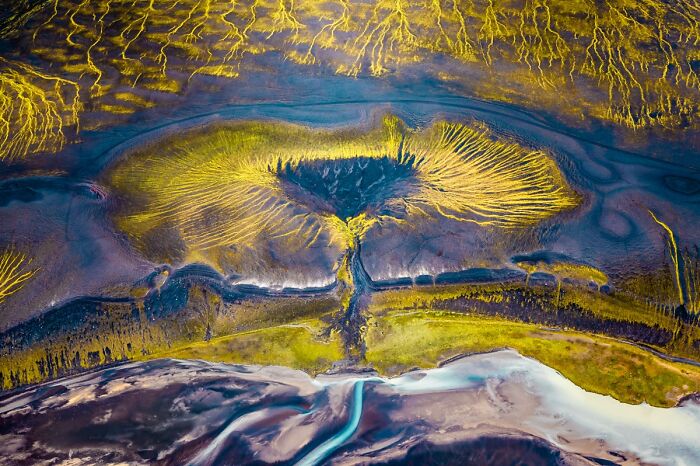 Iceland’s Tree of Life—Nature’s Network