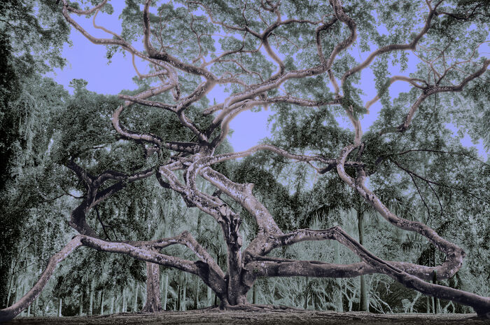 Neural Tree Vibes: Brainy Branches