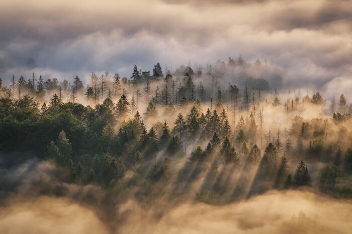 Cloud Forest Peekaboo