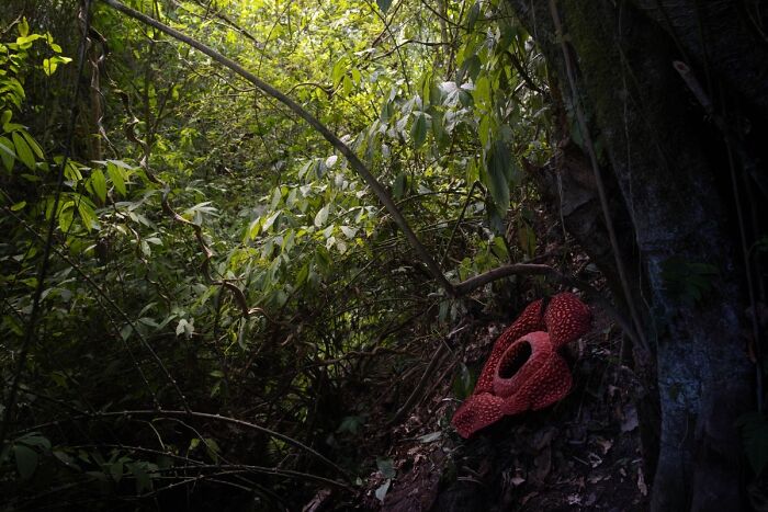 Rare Bloom: The Lonely Rafflesia