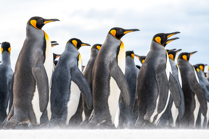 Penguin Parade: March of Majesty