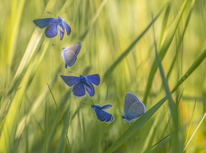 Butterfly on the Meadow Move