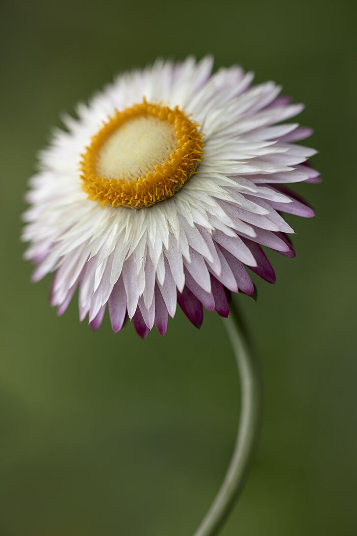 Sun-Kissed Strawflower